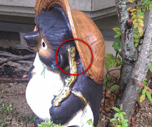 アシナガバチ注意点狸置物